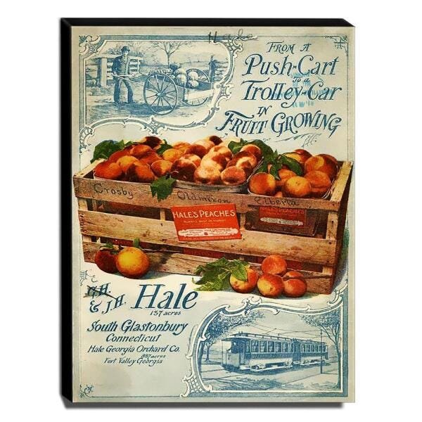 Quadro Cozinha Vintage Pêssegos Canvas 40x30cm-COZ186 - 1