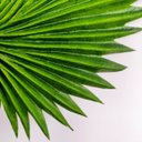 Ver imagem 3 de Folhagem Mini Latania Leque Haste Planta Artificial 45x18cm