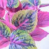 Folhagem Coleus Planta Artificial Permanente 38x25cm Jardim - 4