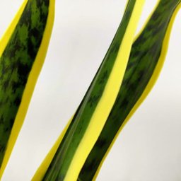 Haste Espada de Sao Jorge Planta Artificial 83x20x8cm T Real - 6