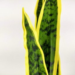 Haste Espada de Sao Jorge Planta Artificial 83x20x8cm T Real - 4