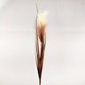 Haste Capim Outonado Taboa Pluma Planta Decoração 84x12cm - 4
