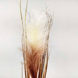 Haste Capim Outonado Taboa Pluma Planta Decoração 84x12cm - 3