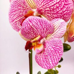 Arranjo Orquidea Planta Artificial 50x26cm Rosa Com Vaso - 4