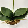 Arranjo Orquidea Planta Artificial Permanente 41x19cm Vaso - 4