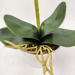 Arranjo Orquidea Planta Artificial 41x19cm Branca Com Vaso - 4