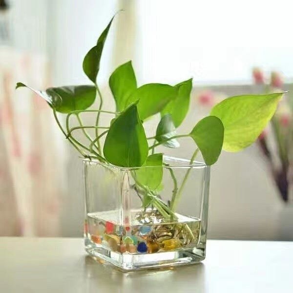Vaso de Vidro Luxo Quadrado Cristal 15x15cm 1013 - 5