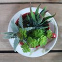 Ver imagem 3 de Xicara Vasinho de Suculentas Arranjo Decorativo Artesanal