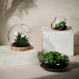 Terrário Vidro Com Base De Madeira 20X20Cm - 2