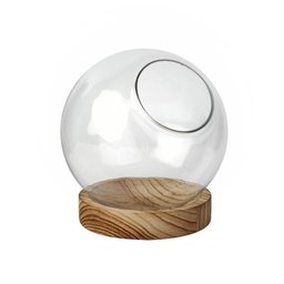 Terrário Vidro Com Base De Madeira 20X20Cm - 1