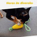Ver imagem 6 de Brinquedo Mordedor Espiga de Milho Pequena Petiko