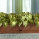 Ver mais imagens de 5 Plantas Singonio Artificial 30x30 Folhagens Verde Permanente com Qualidade Premium para Vasos