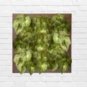 Ver imagem 7 de 5 Plantas Singonio Artificial 30x30 Folhagens Verde Permanente com Qualidade Premium para Vasos