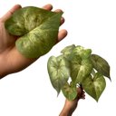 Ver imagem 3 de 5 Plantas Singonio Artificial 30x30 Folhagens Verde Permanente com Qualidade Premium para Vasos