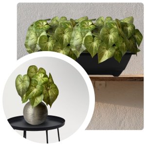 5 Plantas Singonio Artificial 30x30 Folhagens Verde Permanente com Qualidade Premium para Vasos