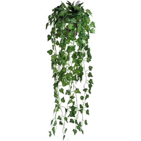 Arranjo Completo de Prateleiras Plantas Folhagem Heras no Vaso