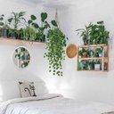 Ver imagem 3 de Arranjo Completo de Prateleiras Plantas Folhagem Heras no Vaso