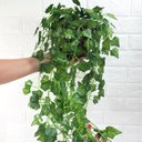 Ver imagem 2 de Arranjo Completo de Prateleiras Plantas Folhagem Heras no Vaso