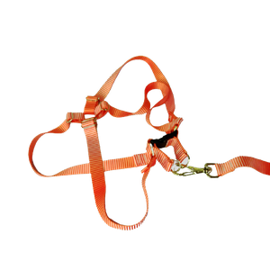 Conjunto Peitoral Ajustável RBPet com Guia - Cães de Grande Porte