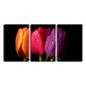 Quadro canvas 68x126 água em três tulipas coloridas - 1
