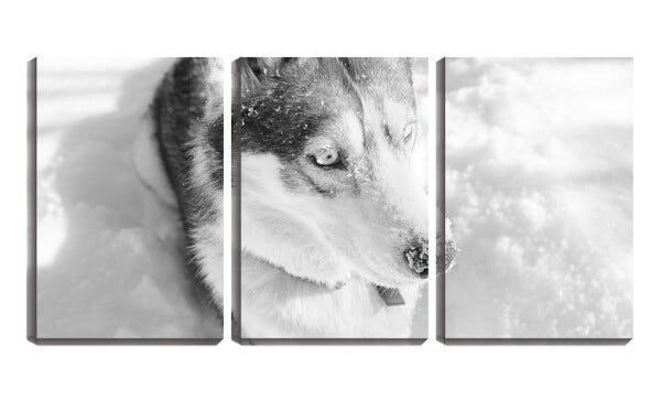 Quadro canvas 68x126 husky brincando na neve - 1