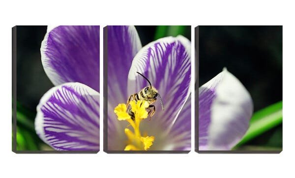 Quadro canvas 68x126 abelha retirando néctar da flor - 2