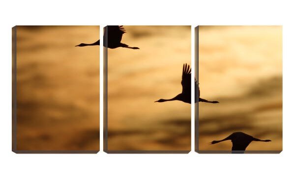 Quadro canvas 68x126 silhueta de três patos voando - 1