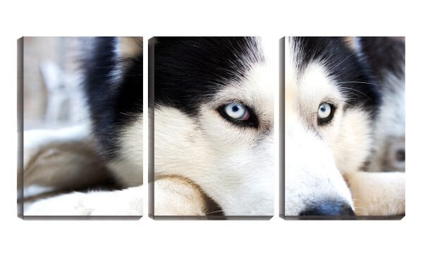 Quadro canvas 68x126 olhos azuis de husky siberiano - 1