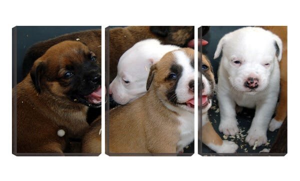 Quadro canvas 68x126 cinco filhotes de cachorros - 1