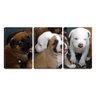 Quadro canvas 68x126 cinco filhotes de cachorros - 1
