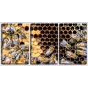 Ver imagem 1 de Quadro canvas 68x126 abelhas no favo de mel