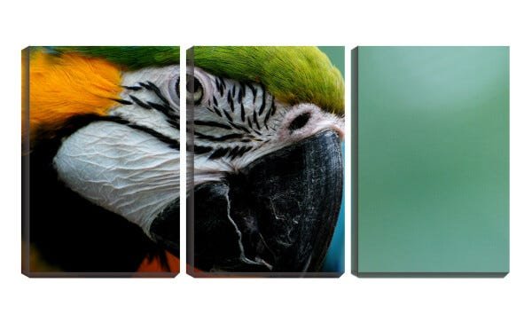 Quadro canvas 68x126 bico arara colorida - 1