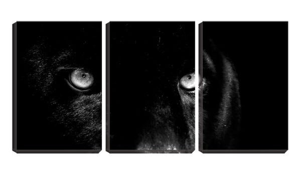 Quadro canvas 68x126 olhar de jaguar negro - 1