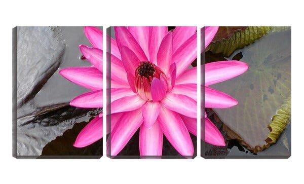 Quadro canvas 68x126 flor de vitória régia - 1