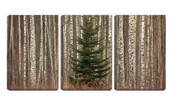 Quadro canvas 68x126 pinheiro entre caules na floresta - 1