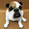 Escultura em Resina De Poliéster, Cachorro Bulldog Inglês Duke - Dana Decor - 2