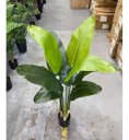 Ver imagem 5 de Planta Artificial Bananeira Grande para Decoração com 110cm