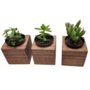 Ver imagem 2 de Kit 3 Vasos Para Suculentas Em madeira-Cachepot de madeira