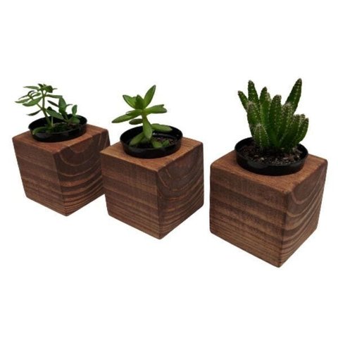 Kit 3 Vasos Para Suculentas Em madeira-Cachepot de madeira