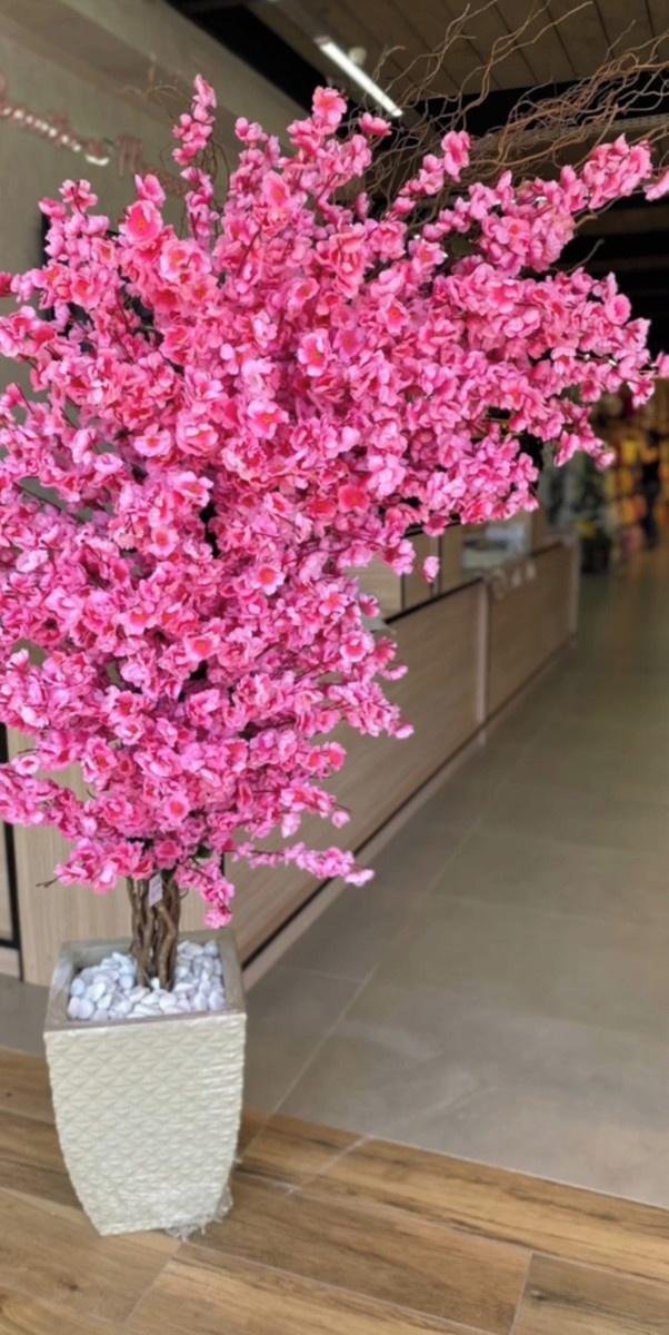 Cerejeira Arvore Ambientes Instagramavel Rosa 2 Metros Flor