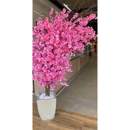 Cerejeira Arvore Ambientes Instagramavel Rosa 2 Metros Flor - 1