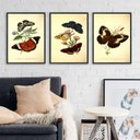 Ver imagem 1 de Composição 3 Quadros Borboletas Vintage 24x18cm - com Vidro:madeira Branca
