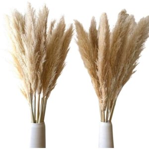Kit 5 Capim Dos Pampas Plumas Grande Natural Blogueiras