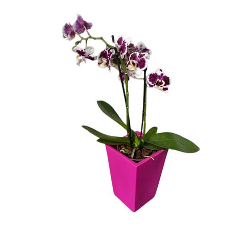 Vaso Planta 20x13 Trapézio Polietileno Bgplasticos Cores Variadas