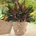 Ver imagem 4 de Kit 3 Vasos de Flores Plantas 2,5L cada Cachepot 3D Floreira de Mesa Plástico Borboletas Plasvale