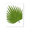 Quadro Decorativo Planta Folhas Finas - 23x16,25cm (Moldura em laca branca) - Arte Maníacos - 1