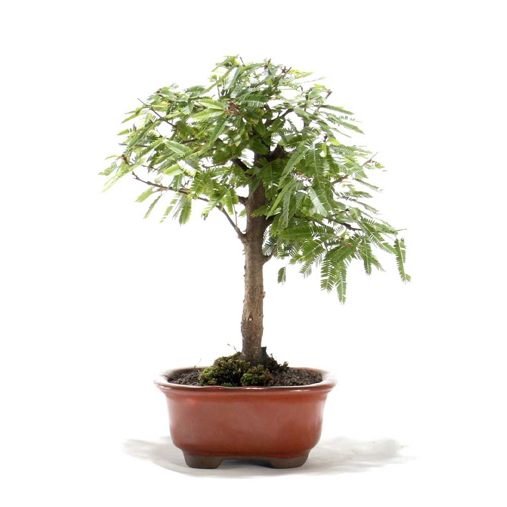 Bonsai Caliandra Rosa 02 Anos