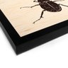 Quadro Decorativo em Madeira Inseto Besoura - 30x30cm (Moldura caixa em laca preta) - Arte Maníacos - 2