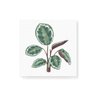 Quadro Decorativo em Tela Canvas Planta Seis Folhas e Caule - 50x50cm - Arte Maníacos - 1