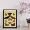 Quadro Decorativo Espécie De Borboletas 45x34cm - com vidro:Madeira branca - 2